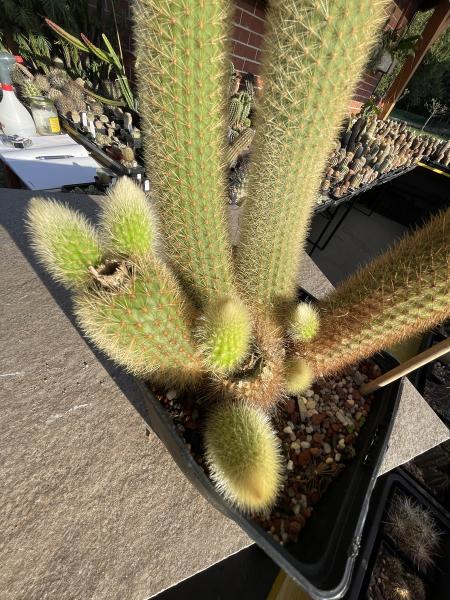 Hildewintera aureispina